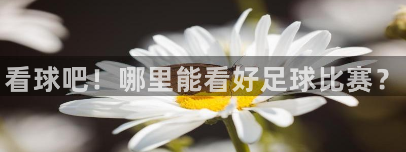看球吧！哪里能看好足球比赛？